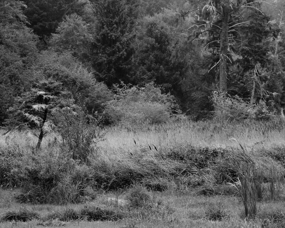 Estuary Meets Forest, Pacific County, Washington, 2023