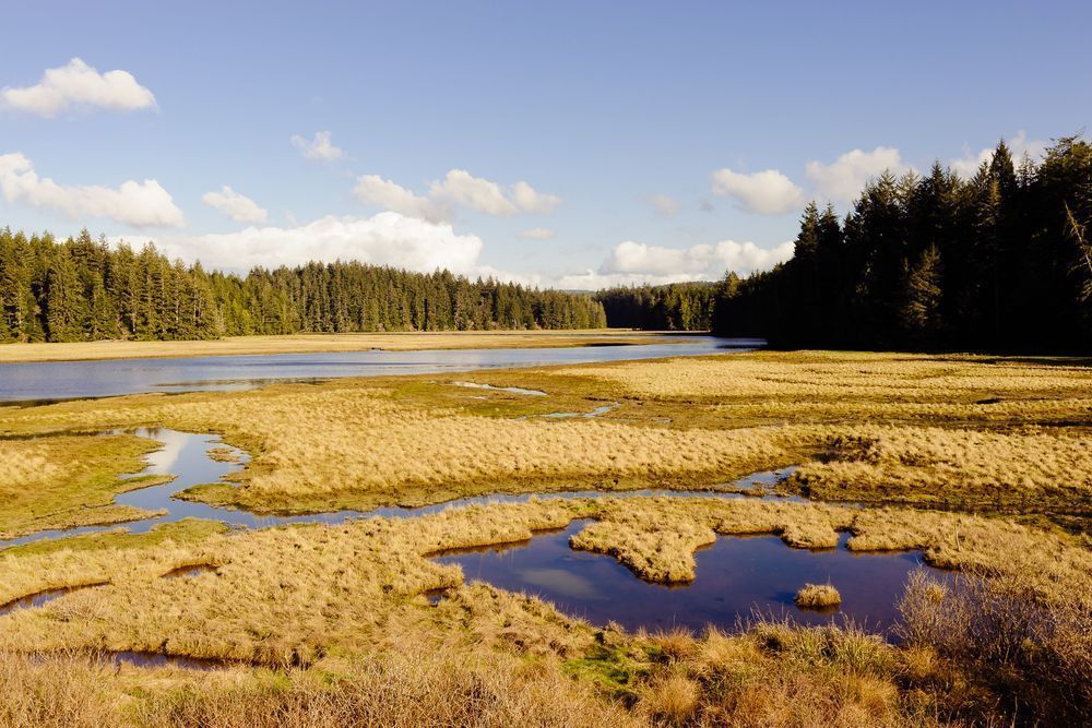 Estuary, Niawiakum River Natural Area, Washington, 2017