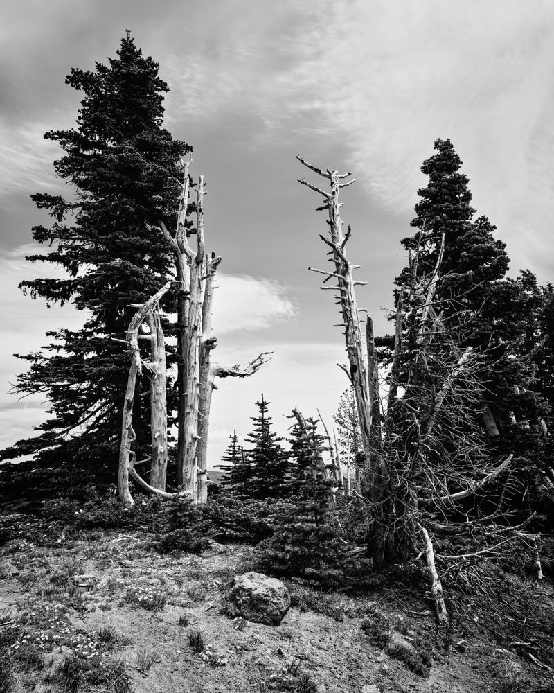 Echoes Above Treeline, Timberline, Oregon, 2025