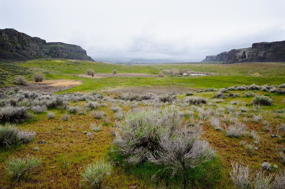 Early Spring, Potholes Coulee, Washington, 2017