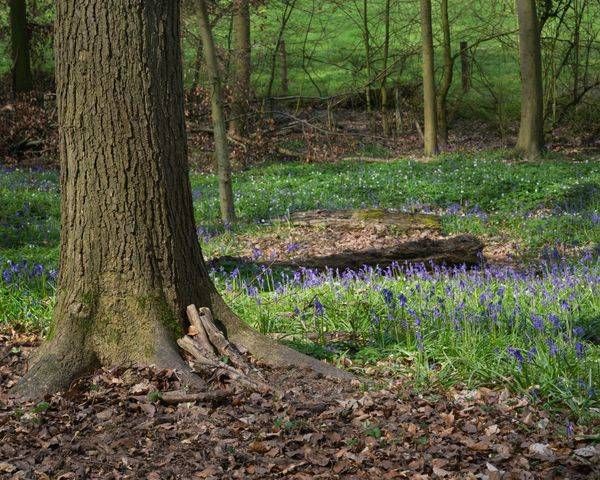 Early Spring, Blue Forest, Belgium, 2019
