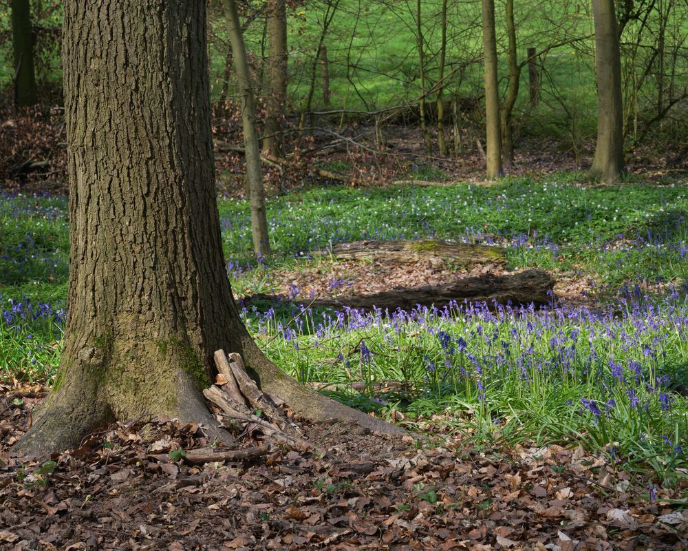 Early Spring, Blue Forest, Belgium, 2019