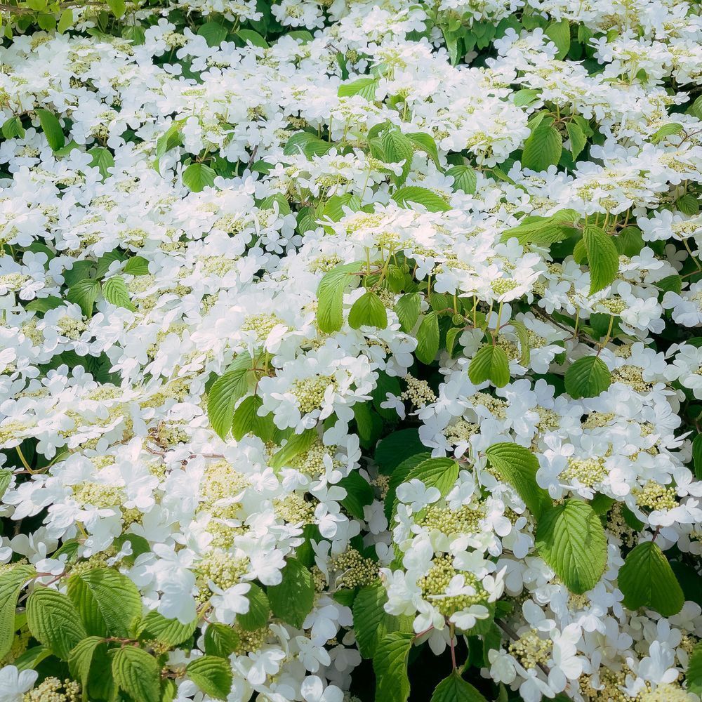 Japanese Snowball Bloom , 2022