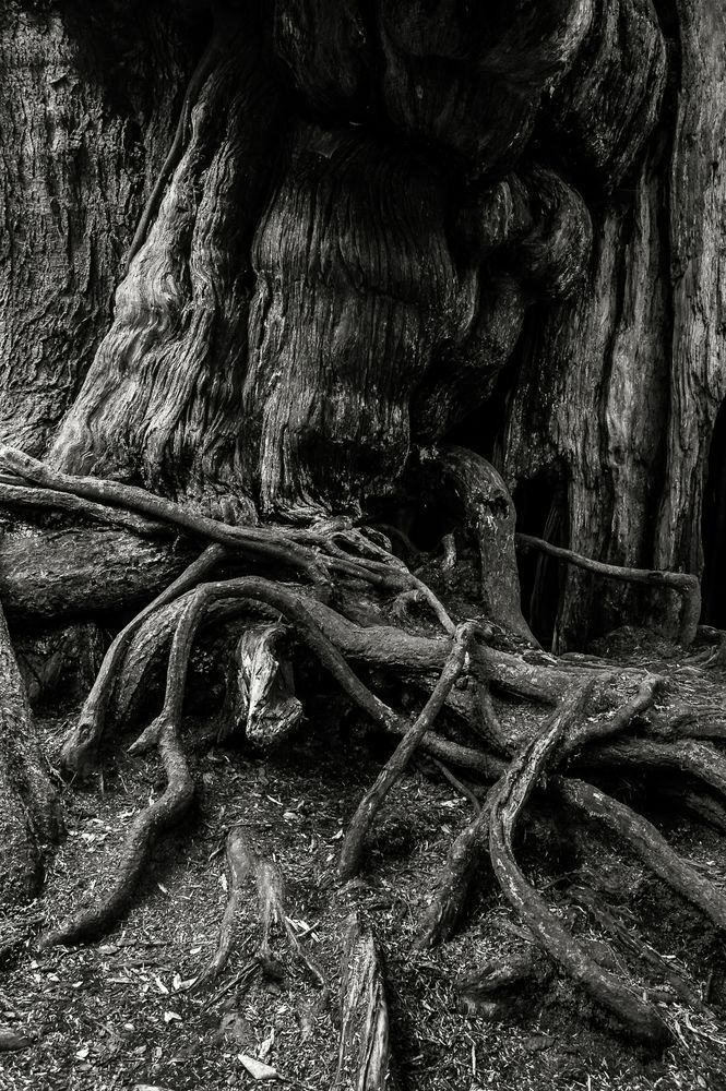 Kalaloch Big Cedar No. 5, Olympic National Park, Washington 2013