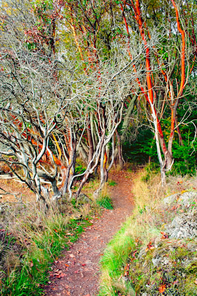 Hiking Trail, Lime Kiln State Park, San Juan Island, Washington, 2013