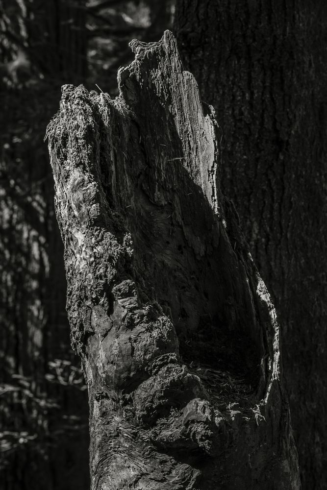 Highlights of the Forest No. 4, Greenwater, Washington, 2016