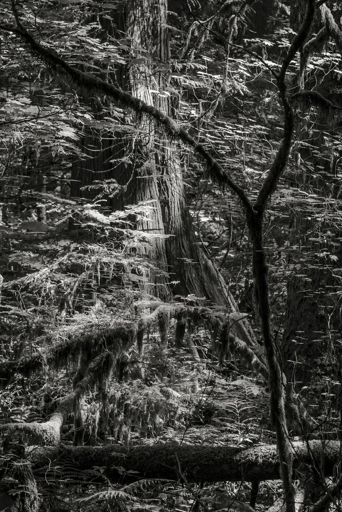 Highlights of the Forest No. 3, Greenwater, Washington, 2016