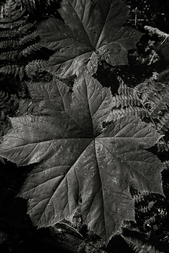 Highlights of the Forest No. 12, Greenwater, Washington, 2016