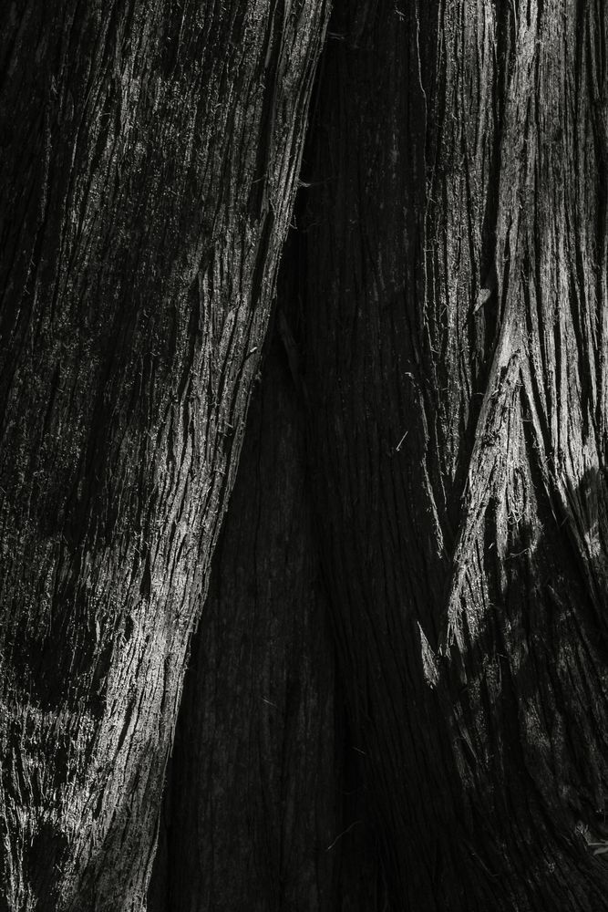 Highlights of the Forest No. 2, Greenwater, Washington, 2016