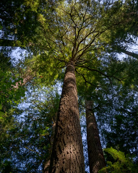 Old Growth Forest Canopy, Washington, 2021