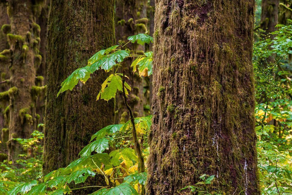 Old Growth Autumn Forest, Mountain Loop Highway, Washington, 2015