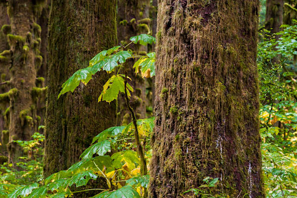 Old Growth Autumn Forest, Mountain Loop Highway, Washington, 2015