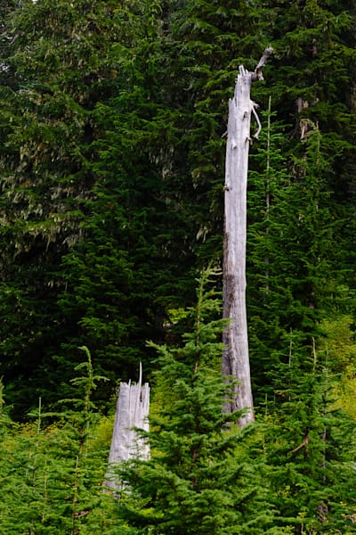 Old Snag Along Forest Road 5230, Lewis County, Washington, 2016