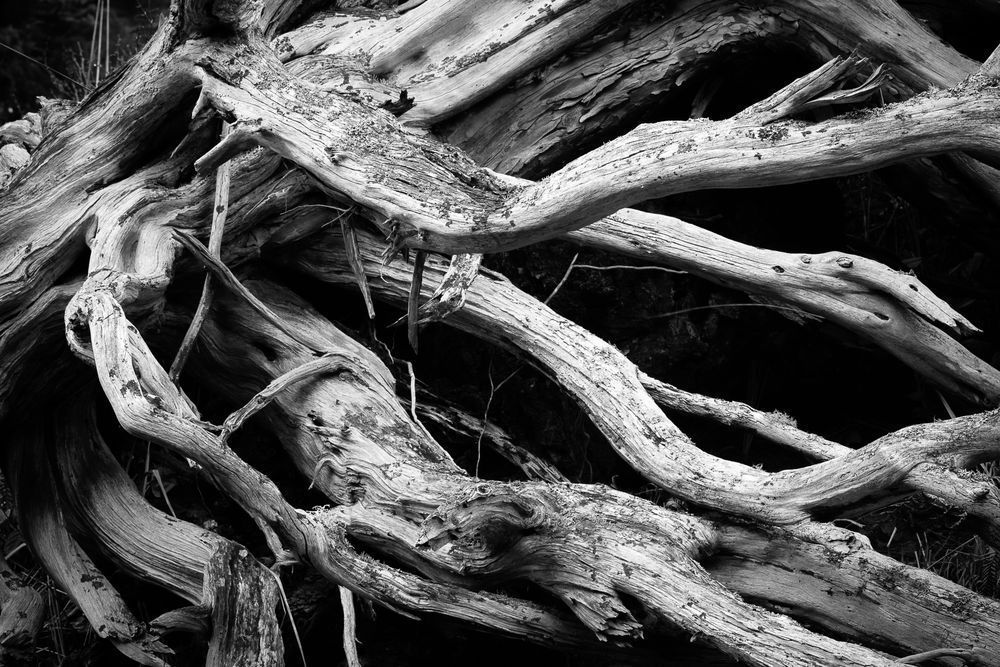 Old Snag, Deception Pass State Park, Whidbey Island, Washington, 2016