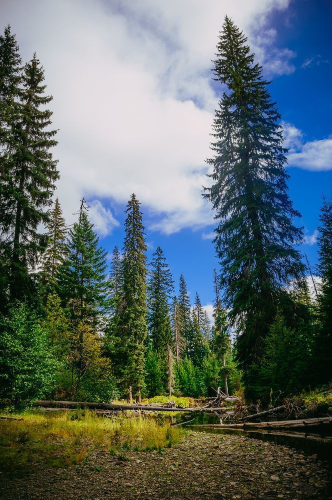 On the Banks of the Little Naches River, Washington, 2016
