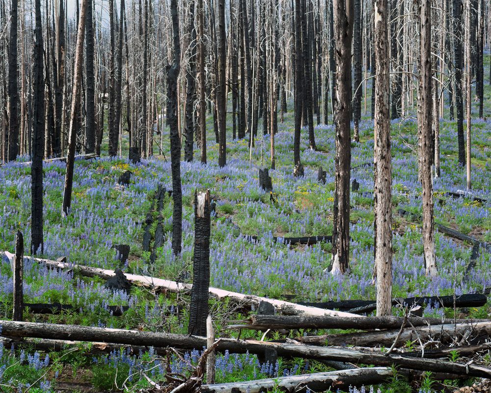 Lupine in a Burned Out Forest, Washington, 2009