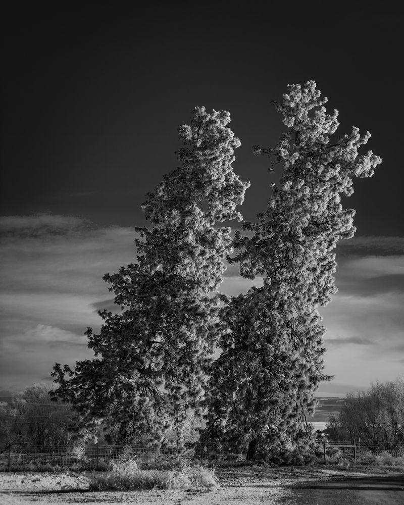 Leaning Pine Trees, Umptanum Road - Ellensburg, Washington, 2011