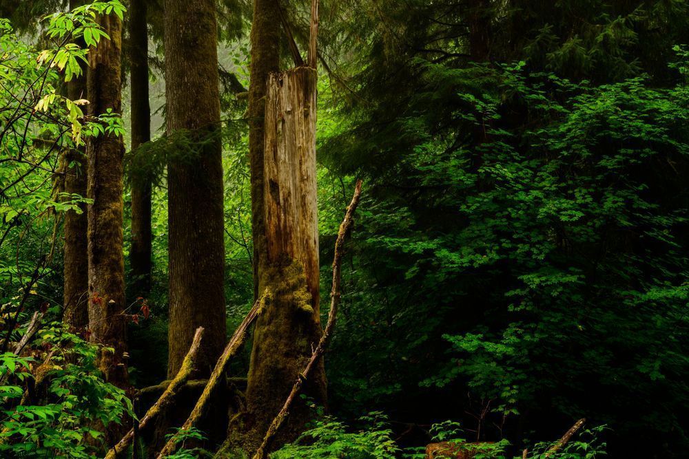 Late Summer Forest, Pacific County, Washington, 2020
