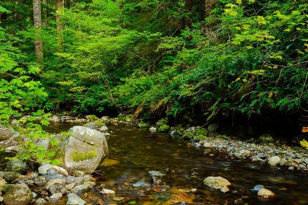 Late Summer Along Skate Creek No. 1, Lewis County, Washington, 2016
