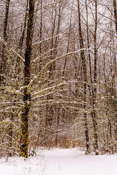 Late Autumn Snowfall No. 6, Rasar State Park, Washington, 2016