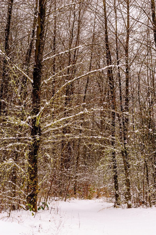 Late Autumn Snowfall No. 6, Rasar State Park, Washington, 2016
