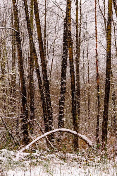Late Autumn Snowfall No. 5, Rasar State Park, Washington, 2016