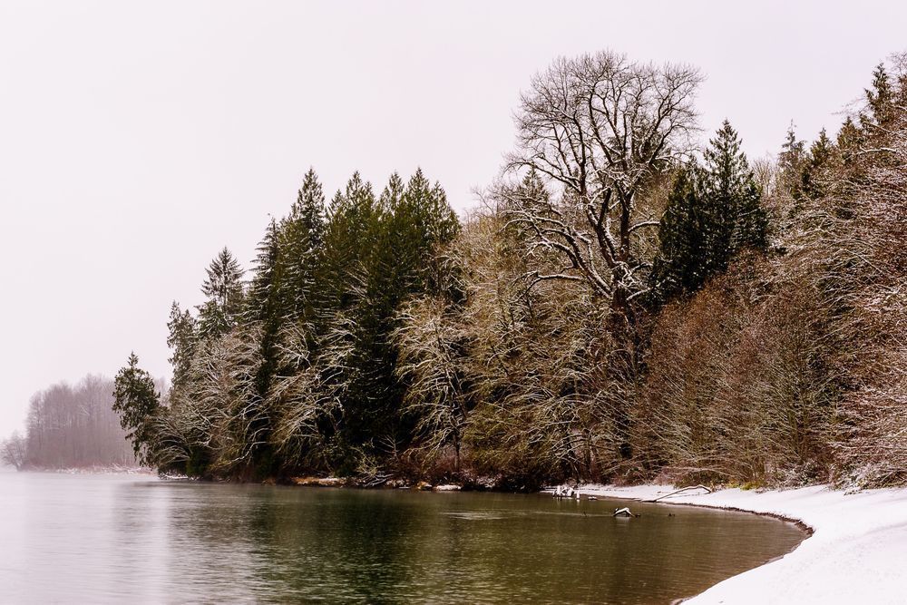Late Autumn Snowfall No. 3, Rasar State Park, Washington, 2016