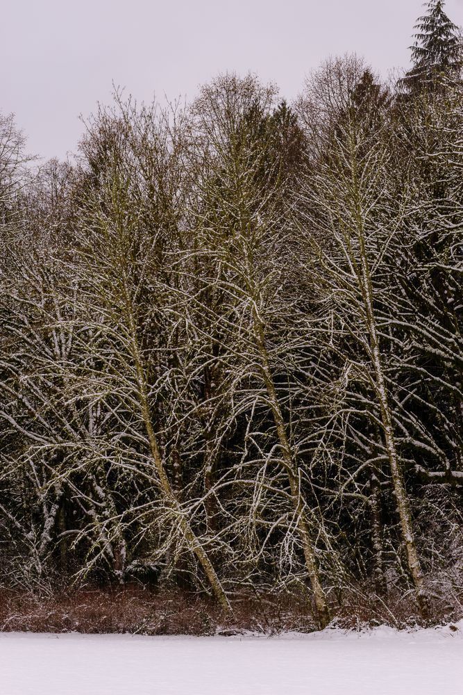 Late Autumn Snowfall No. 1, Rasar State Park, Washington, 2016