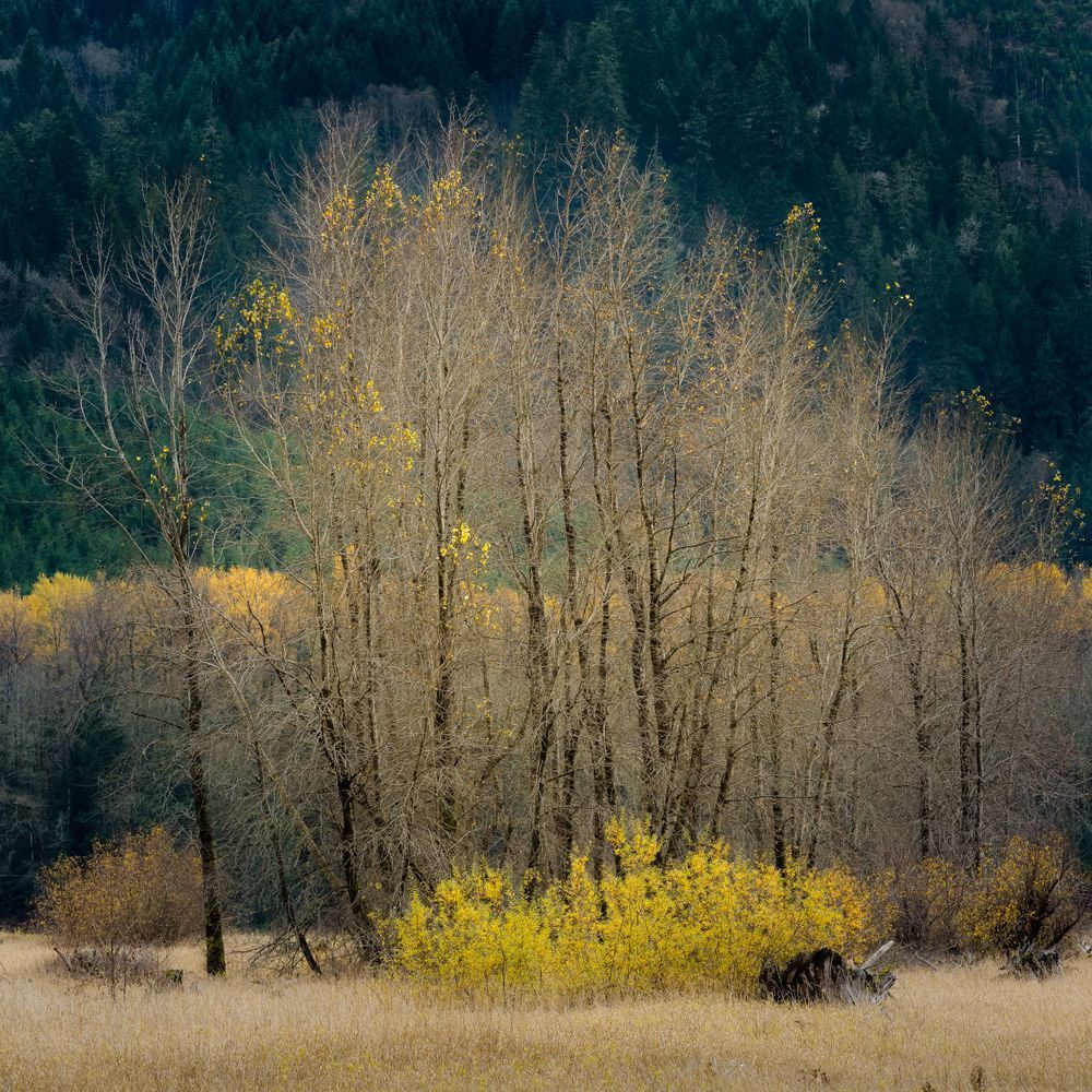 Late Autumn Colors, Taidnapam Park North, Washington, 2021
