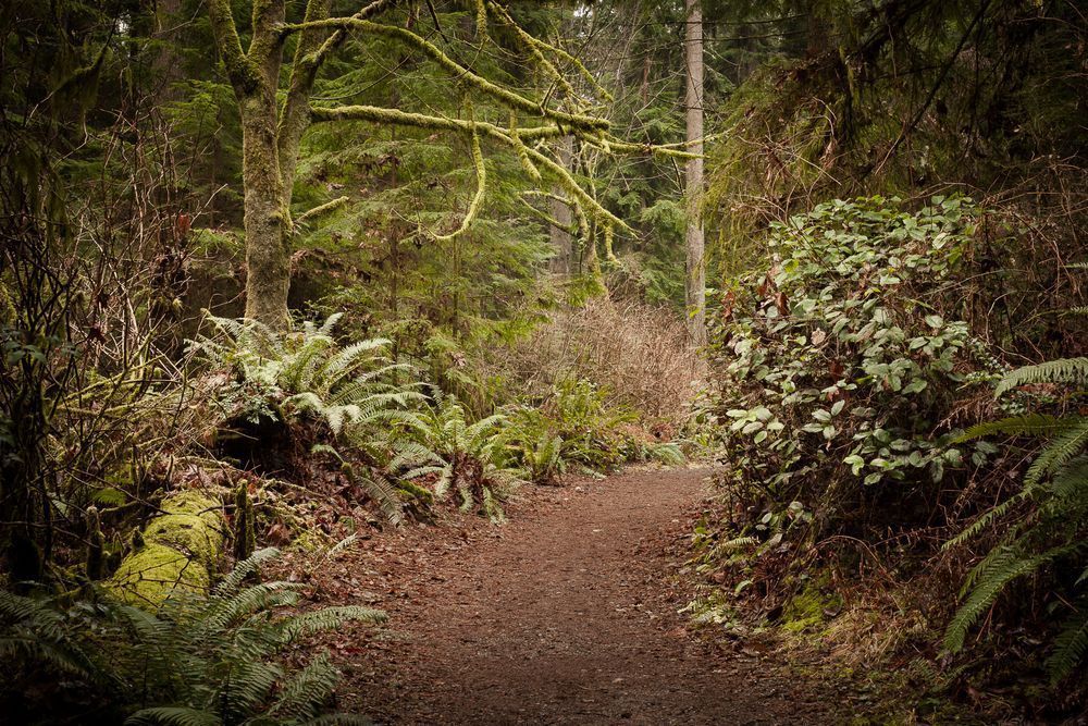 Lowland Winter Forest No. 4, Tacoma, Washington, 2015