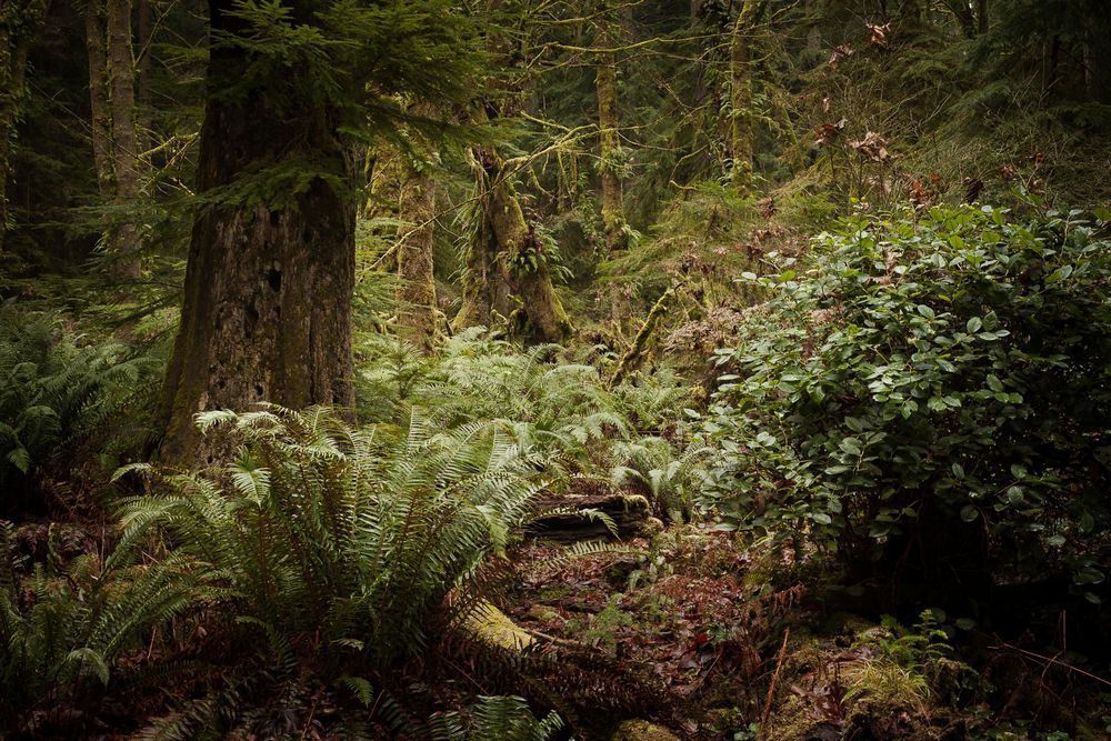 Lowland Winter Forest No. 3 Tacoma, Washington, 2015