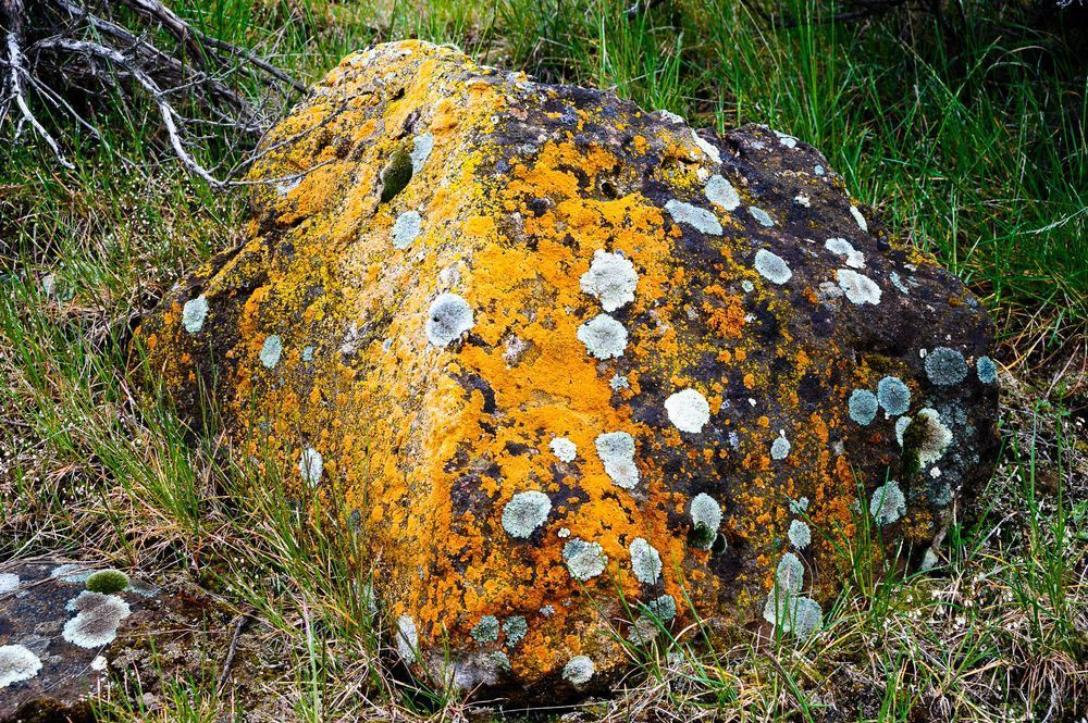 Lichen Covered Rock, Potholes Coulee-Washington, 2017
