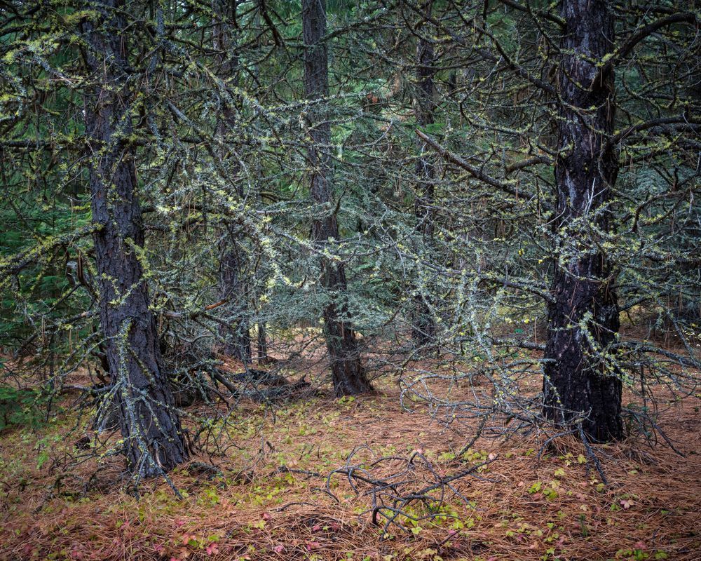 Lichen Covered Trees, Oregon, 2022