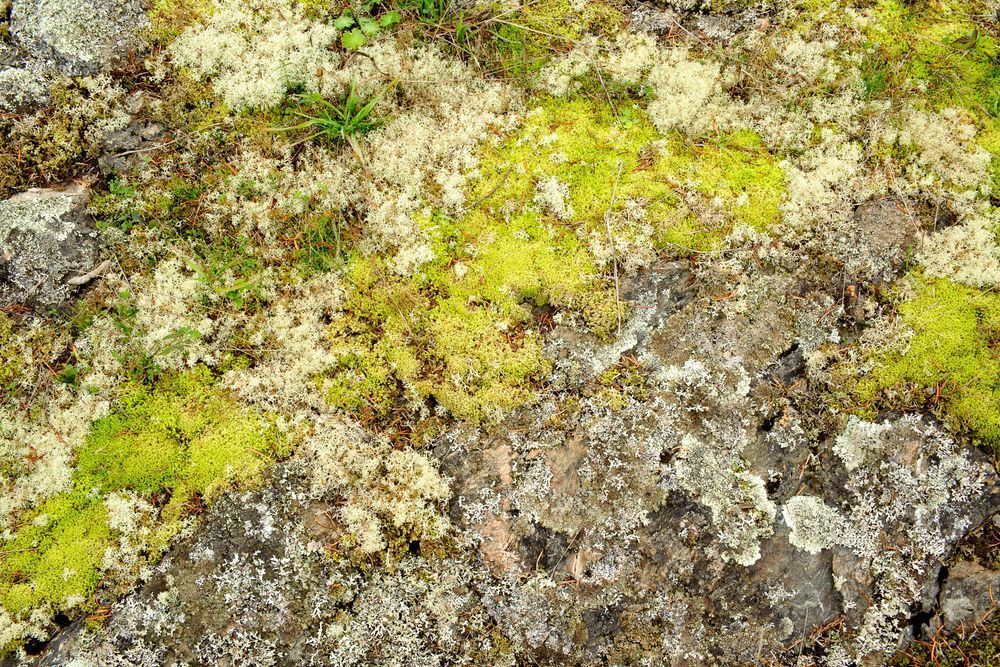 Lichen & Moss, San Juan Island, Washington, 2013