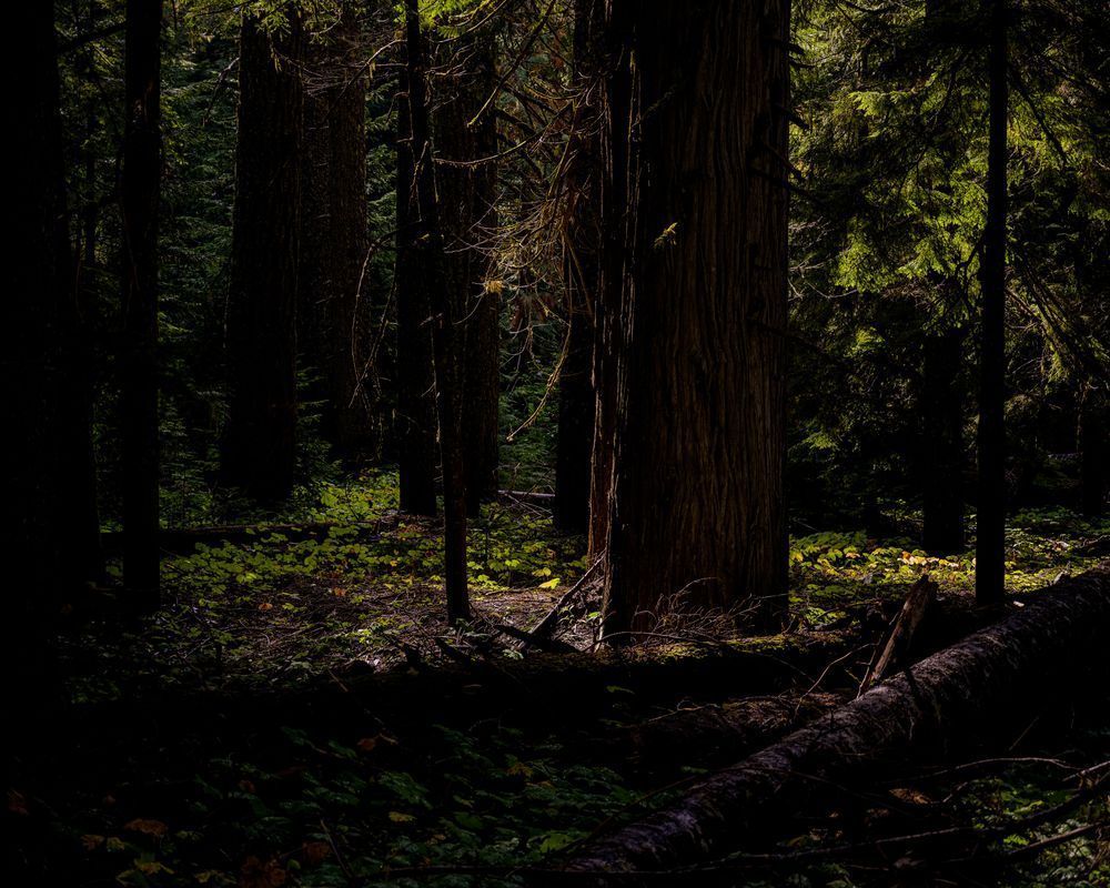 Light Amongst the Forest Shadows, Washington, 2019