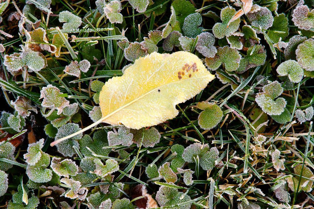 Light Autumn Frost, Kittitas County, Washington, 2013