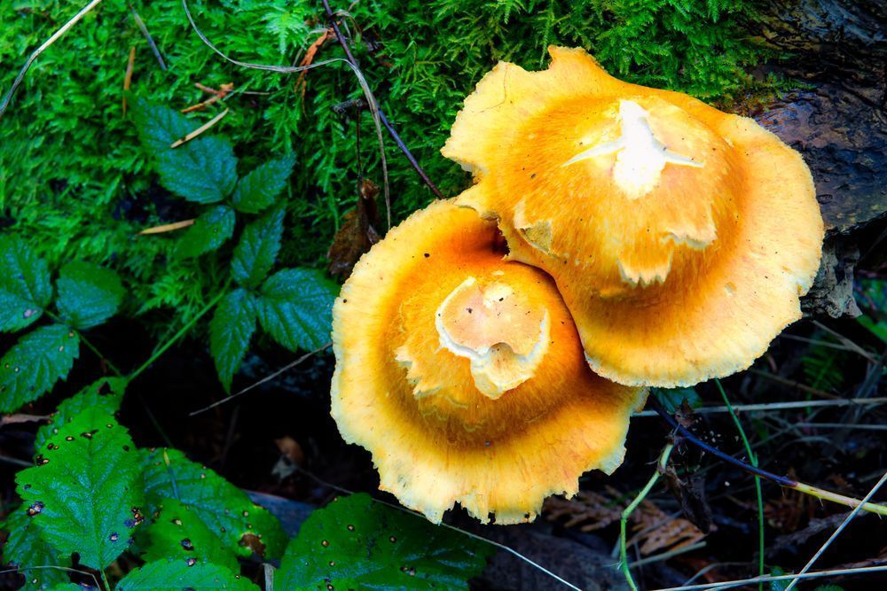 Mushrooms, San Juan Island, Washington, 2013