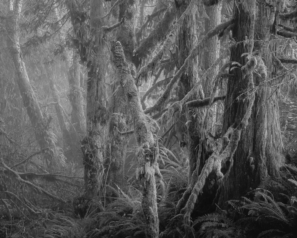 Mystical Forest, Willapa Valley, Washington, 2023