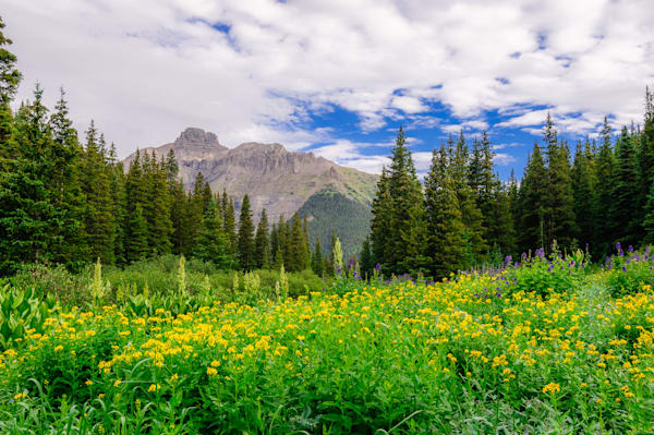 Meadow, Imogene Creek Valley, Colorado, 2013