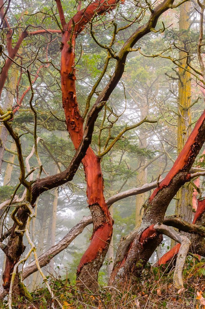 Madrona, Deception Pass State Park, Washington, 2016