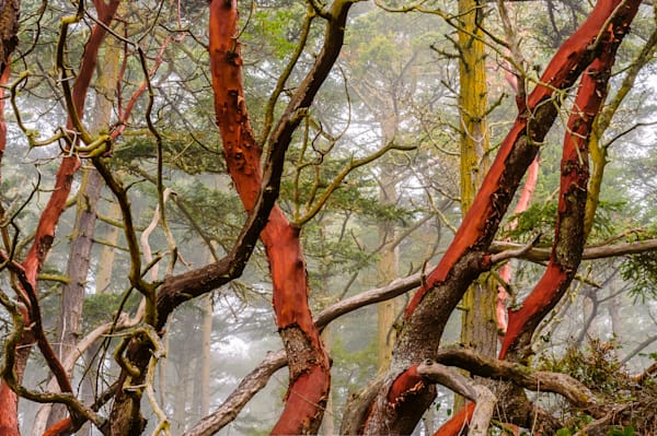 Madrona in the Mist, Deception Pass State Park, Washington, 2016