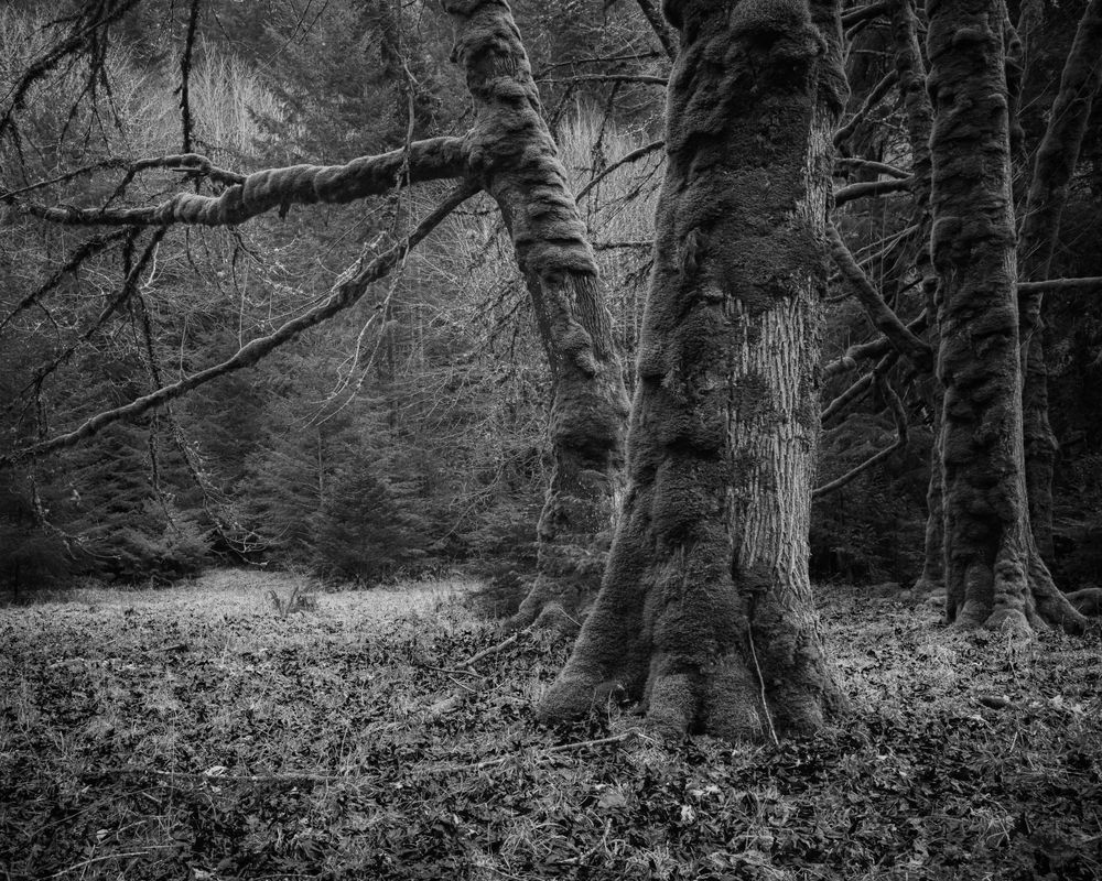Moss Covered Winter Trees, Olympic National Park, Washington, 2016
