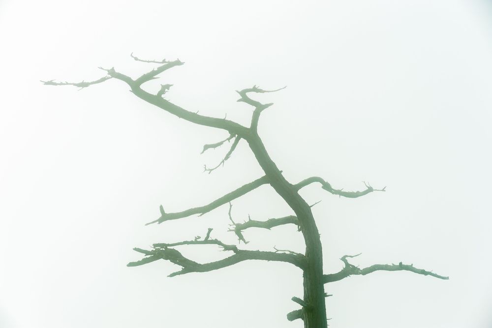 Misty Silhouette, Deception Pass State Park, Washington, 2016