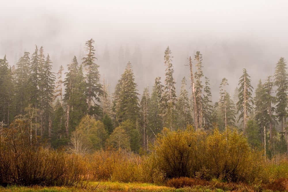 Misty Autumn Day, Mountain Loop Highway, Washington, 2015