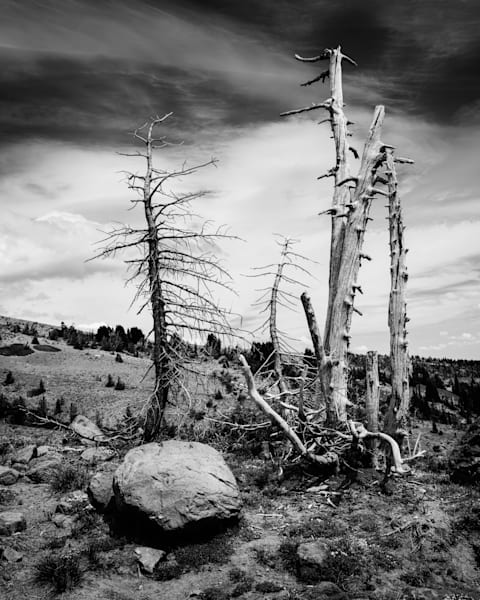 Resilience in Silence, Timberline, Oregon, 2025