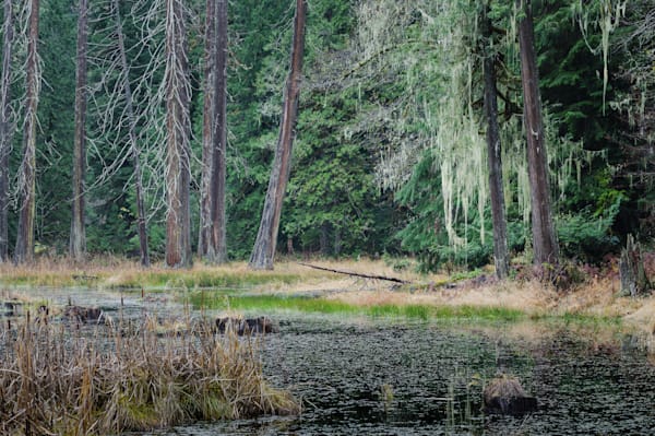 Swamp, Woods Creek, Randle, Washington, 2021