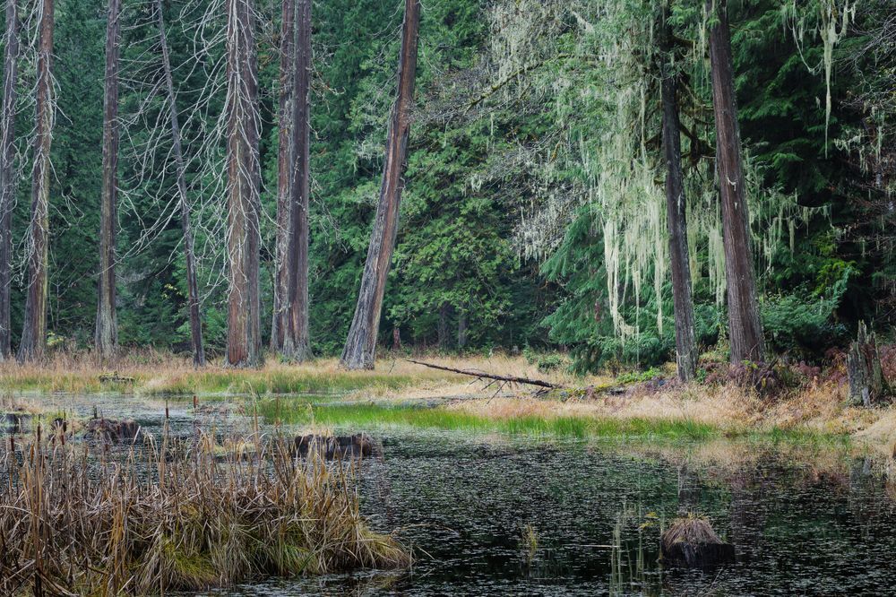 Swamp, Woods Creek, Randle, Washington, 2021