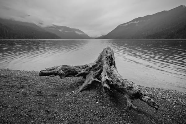 Stump, Lake Crescent, Washington, 2016