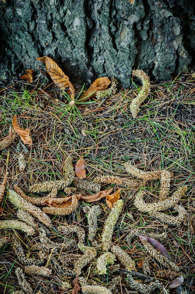 Autumn Forest Litter, Volunteer Park, Seattle, Washington, 2014