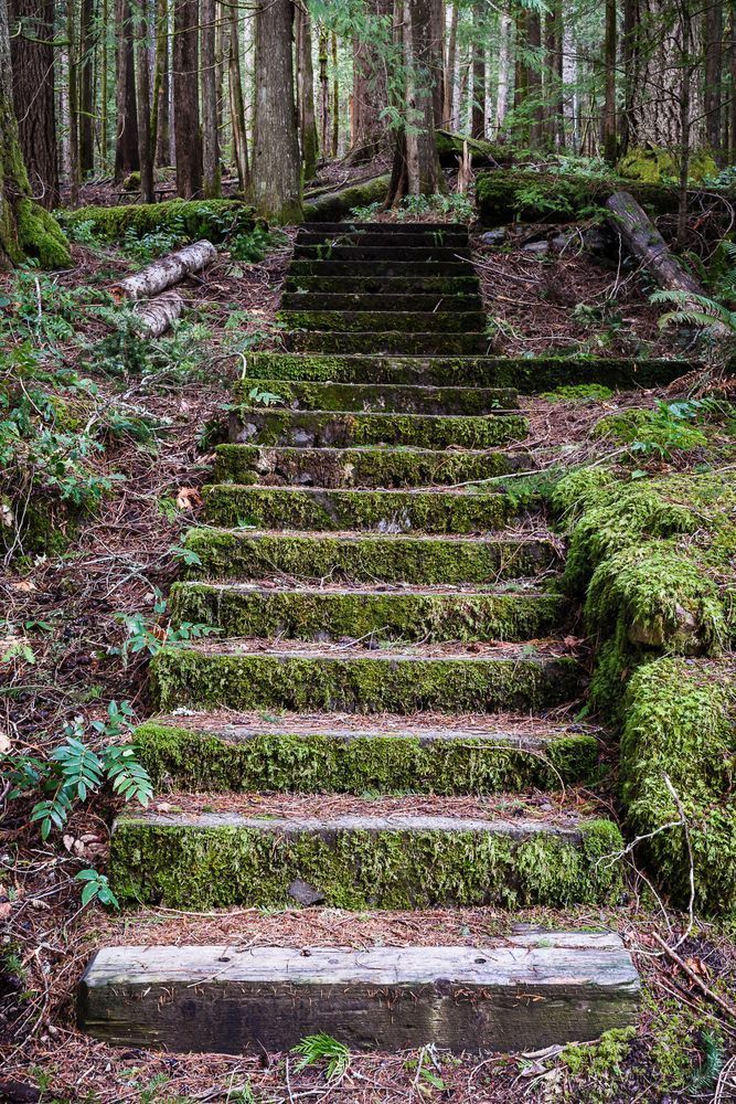 Stairway into the Forest, Lake Crescent, Washington, 2016